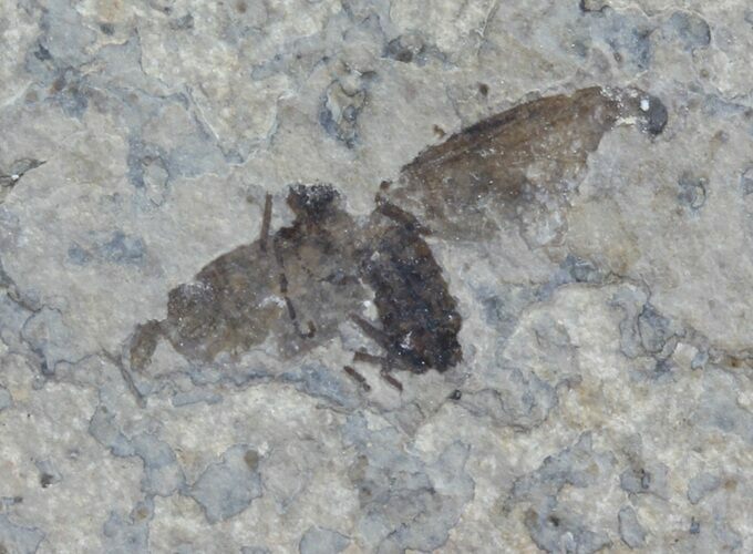 Fossil March Fly (Plecia) - Green River Formation #47169